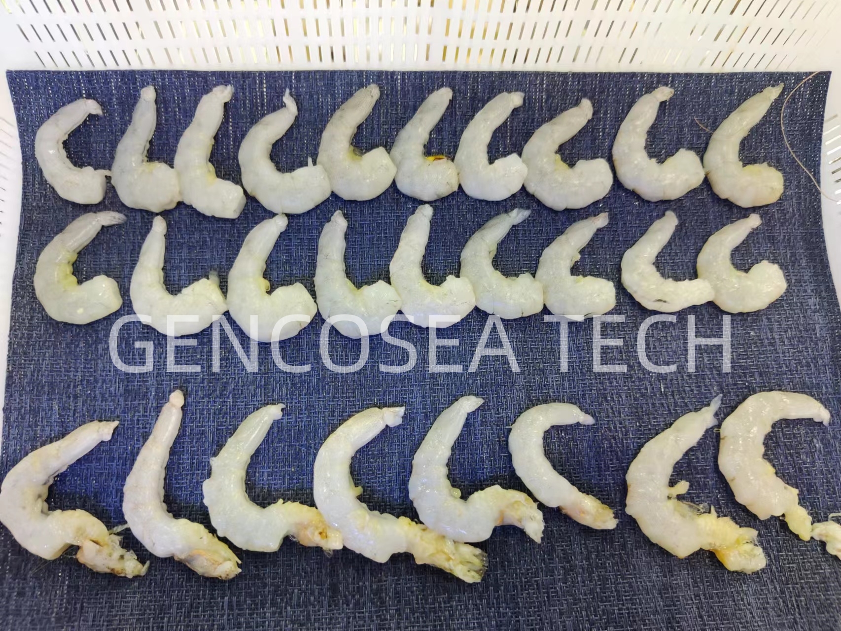 gambas peladas 8g Gencosea